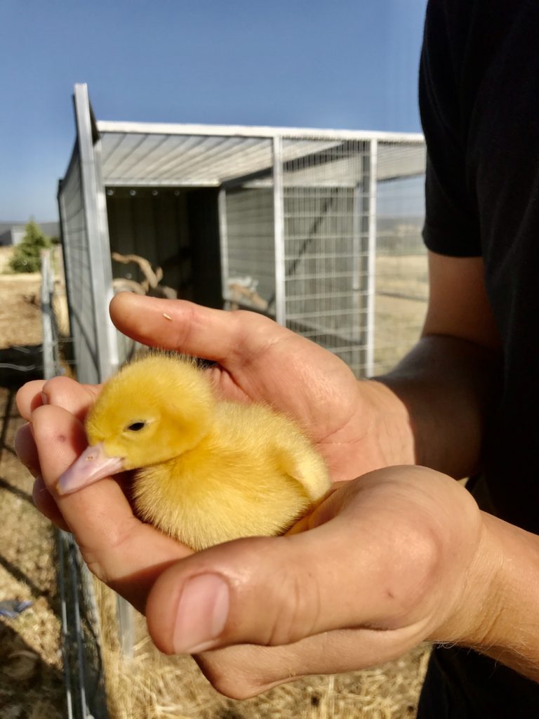 A new born baby duck 